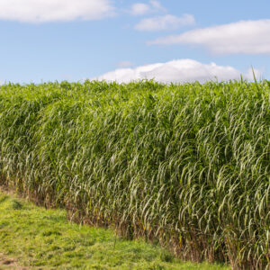 Grass Energy is an Opportunity for Farmers Image